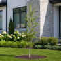 Береза паперова (Гілки від землі) (Betula papyrifera) 8-10 см, 350 см, С38