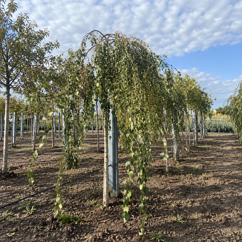 Береза повисла Юнгі (Betula pendula Youngii) 10-12 см, Ра 220 см, С55