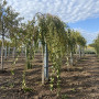 Береза повисла Юнгі (Betula pendula Youngii) 10-12 см, Ра 220 см, С55
