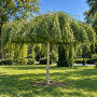 Береза повисла Юнгі (Betula pendula Youngii) 10-12 см, Ра 220 см, С55