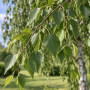 Береза повисла Юнгі (Betula pendula Youngii) 10-12 см, Ра 220 см, С55
