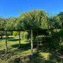 Береза повисла Юнгі (Betula pendula Youngii) 12-14 см, Ра 220 см, С79