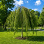 Береза повисла Юнгі (Betula pendula Youngii) 12-14 см, Ра 220 см, С79