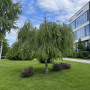 Береза повисла Юнгі (Betula pendula Youngii) 12-14 см, Ра 220 см, С79
