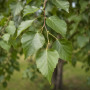 Береза повисла Юнгі (Betula pendula Youngii) 12-14 см, Ра 220 см, С79