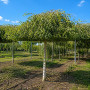 Береза повисла Юнгі (Betula pendula Youngii) 14-16 см, Ра 220 см, С79