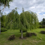 Береза повисла Юнгі (Betula pendula Youngii) 14-16 см, Ра 220 см, С79