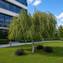 Береза повисла Юнгі (Betula pendula Youngii) 14-16 см, Ра 220 см, С79