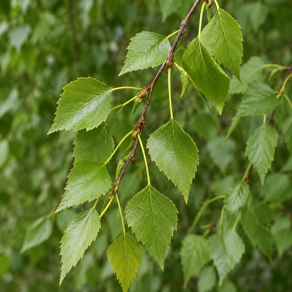 Береза повисла Юнгі (Betula pendula Youngii) 14-16 см, Ра 220 см, С79
