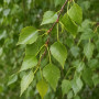 Береза повисла Юнгі (Betula pendula Youngii) 14-16 см, Ра 220 см, С79