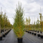 Береза пухнаста (Betula pubescens) 20-25 см, 500 см, WRB
