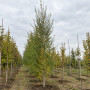 Береза пухнаста (Betula pubescens) 20-25 см, 500 см, WRB