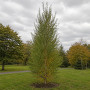 Береза пухнаста (Betula pubescens) 20-25 см, 500 см, WRB