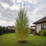 Береза пухнаста (Betula pubescens) 20-25 см, 500 см, WRB