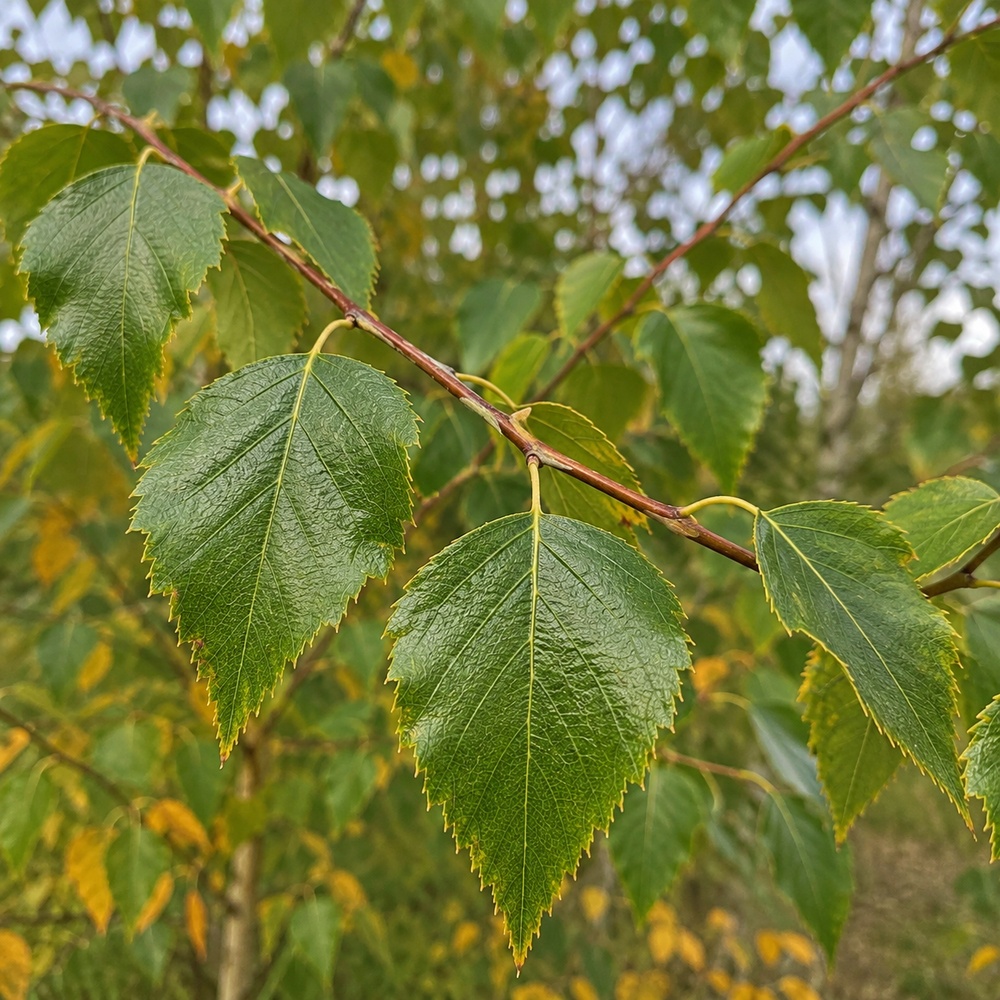 Береза пухнаста (Betula pubescens) 20-25 см, 500 см, WRB