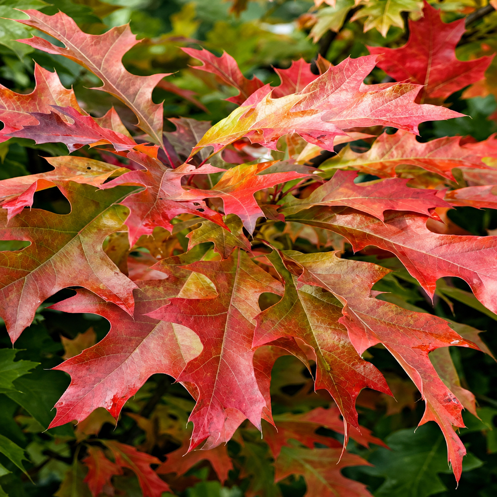 Дуб болотный Грин Дварф (Quercus palustris Green Dwarf) 14-16 см, Ра 220 см, WRB