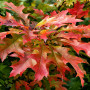 Дуб болотный Грин Дварф (Quercus palustris Green Dwarf) 14-16 см, Ра 220 см, WRB