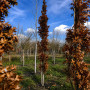 Дуб болотный Грин Пиллар (Quercus palustris Green Piiiar) 16-18 см, 400 см, WRB