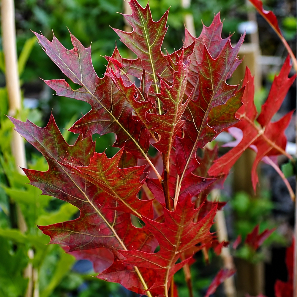 Дуб болотный Грин Пиллар (Quercus palustris Green Piiiar) 18-20 см, 450 см, WRB
