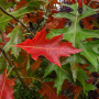 Дуб болотний (Quercus palustris) 10-12 см, 350 см, С38