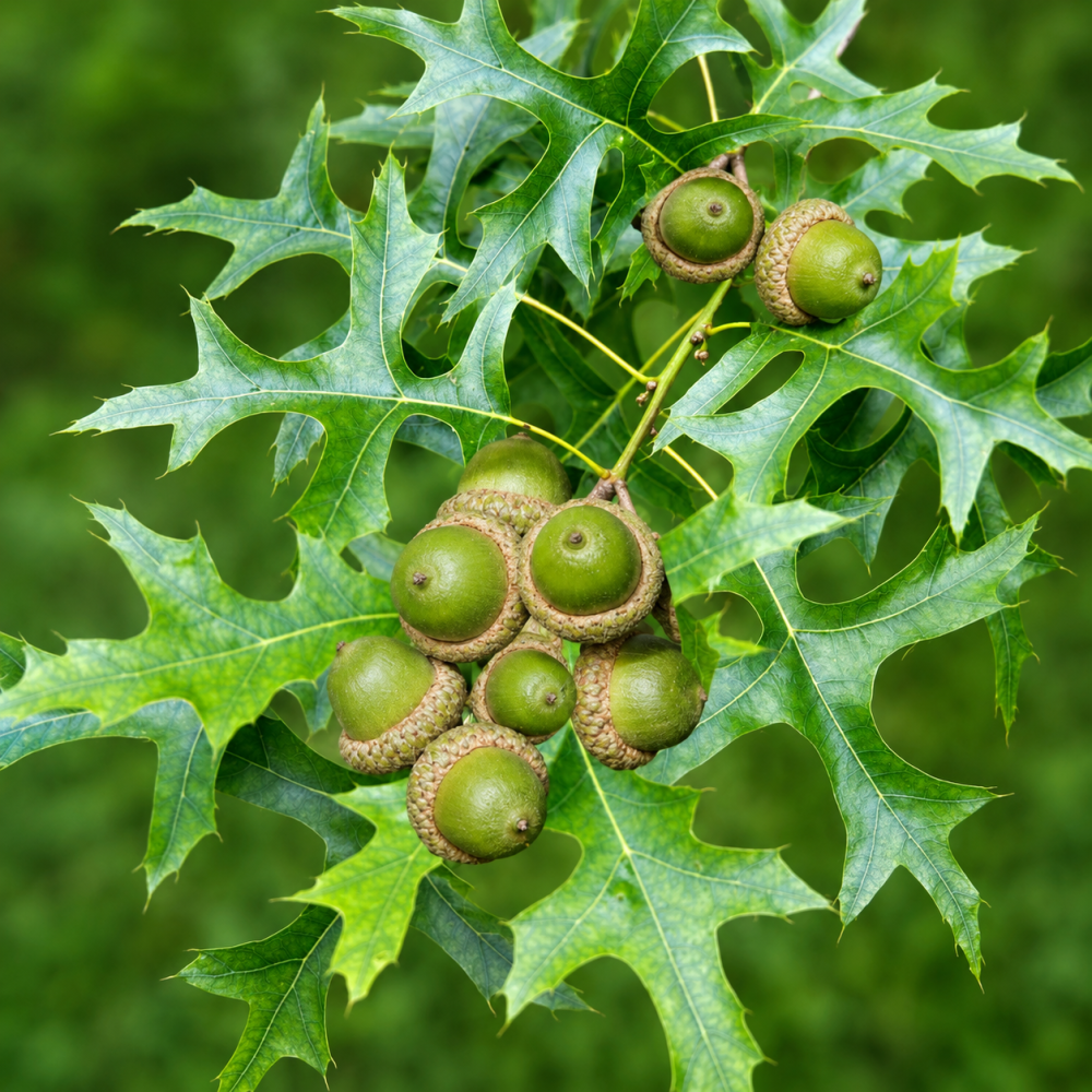 Дуб болотний (Quercus palustris) 10-12 см, 350 см, С38
