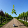 Дуб болотный (Quercus palustris) 10-12 см, 350 см, С38