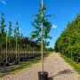 Дуб болотный (Quercus palustris) 10-12 см, 350 см, С38
