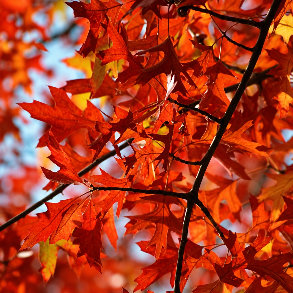 Дуб болотный (Quercus palustris) 10-12 см, 350 см, С38