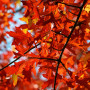 Дуб болотный (Quercus palustris) 10-12 см, 350 см, С38