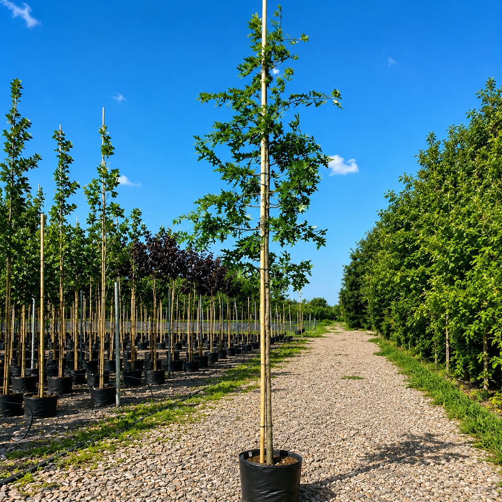 Дуб болотный (Quercus palustris) 8-10 см, 350 см, С38