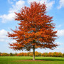 Дуб болотный (Quercus palustris) 8-10 см, 350 см, С38