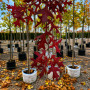 Дуб болотный (Quercus palustris) 8-10 см, 350 см, С38