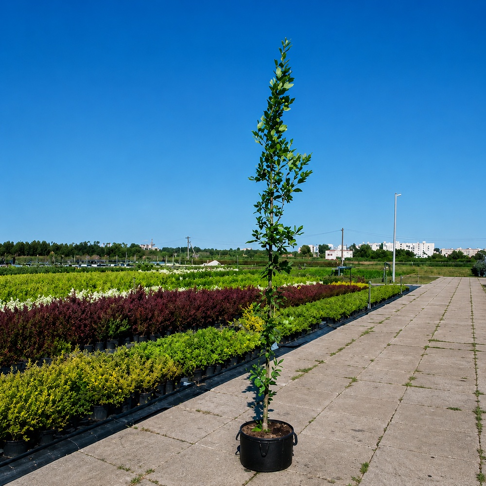 Дуб черешковый Фастигиата Костер (Quercus robur Fastigiata Koster) 10-12 см, 350 см, С38