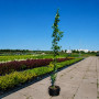 Дуб черешковый Фастигиата Костер (Quercus robur Fastigiata Koster) 10-12 см, 350 см, С38