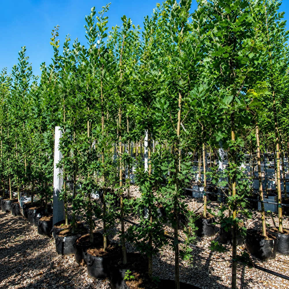Дуб черешковый Фастигиата Костер (Quercus robur Fastigiata Koster) 10-12 см, 350 см, С38