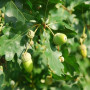 Дуб черешковий Фастігіата Костер (Quercus robur Fastigiata Koster) 10-12 см, 350 см, С38