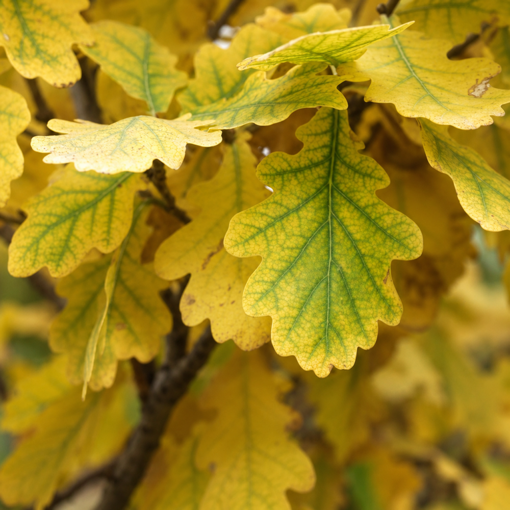 Дуб черешковий Фастігіата Костер (Quercus robur Fastigiata Koster) 8-10 см, 350 см, С38