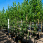 Дуб черешковый Фастигиата Костер (Quercus robur Fastigiata Koster) 8-10 см, 350 см, С38