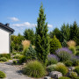 Дуб черешковый Фастигиата Костер (Quercus robur Fastigiata Koster) 8-10 см, 350 см, С38