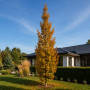 Дуб черешковый Фастигиата Костер (Quercus robur Fastigiata Koster) 8-10 см, 350 см, С38