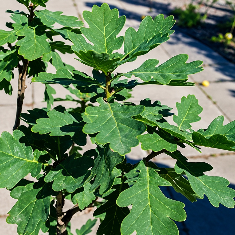 Дуб черешковый Фастигиата Костер (Quercus robur Fastigiata Koster) 8-10 см, 350 см, С38