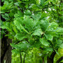 Дуб черешковый Фастигиата Костер (Quercus robur Fastigiata Koster) 8-10 см, 350 см, С38