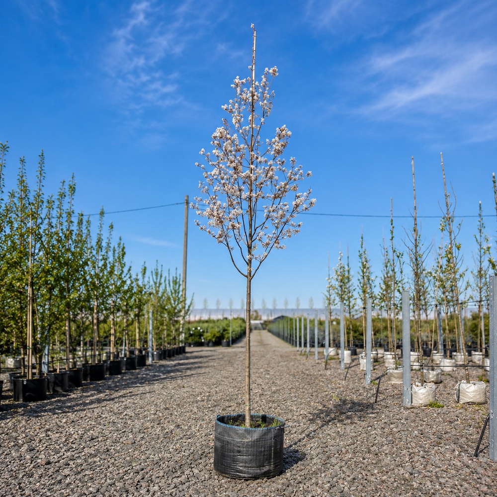 Ірга канадська Балеріна (Amelanchier lamarckii Balierina) 12-14 см, 350 см, С38