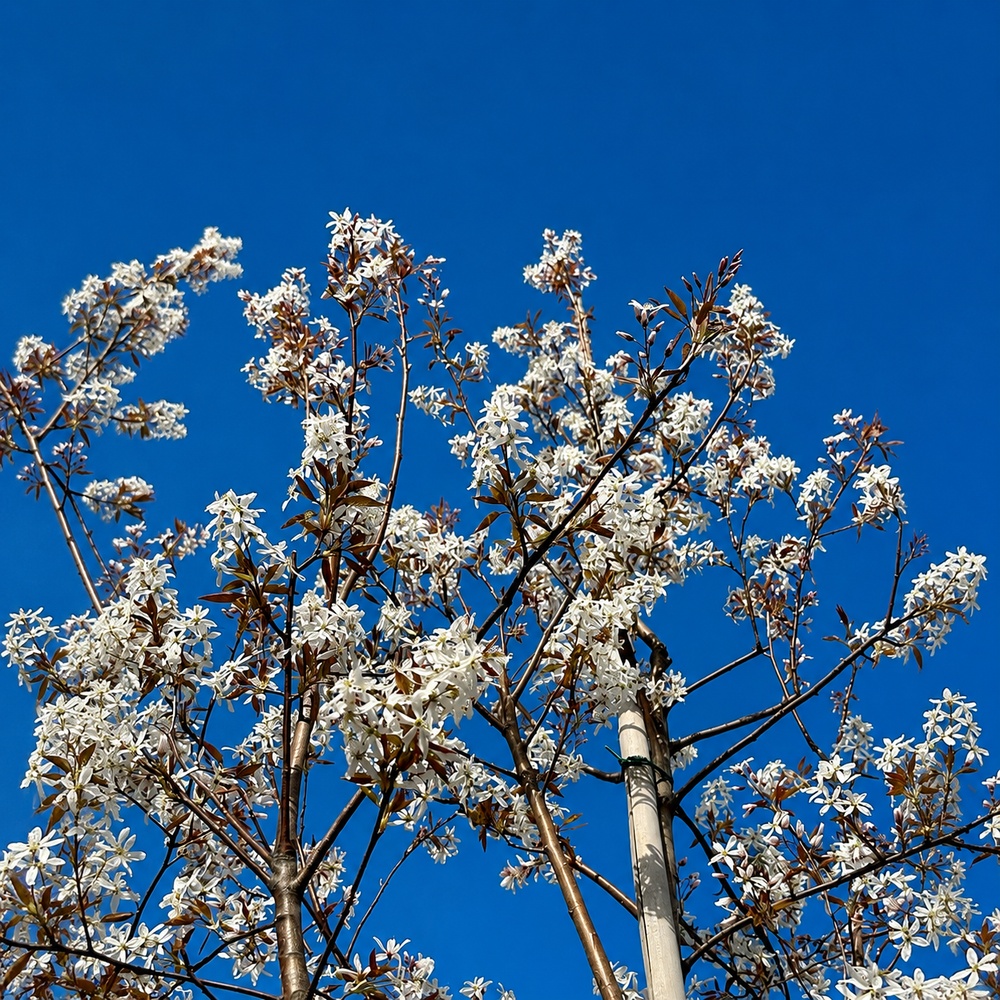 Ірга канадська Балеріна (Amelanchier lamarckii Balierina) 12-14 см, 350 см, С38