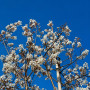 Ірга канадська Балеріна (Amelanchier lamarckii Balierina) 12-14 см, 350 см, С38