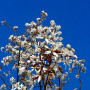 Ірга канадська Балеріна (Amelanchier lamarckii Balierina) 12-14 см, 350 см, С38
