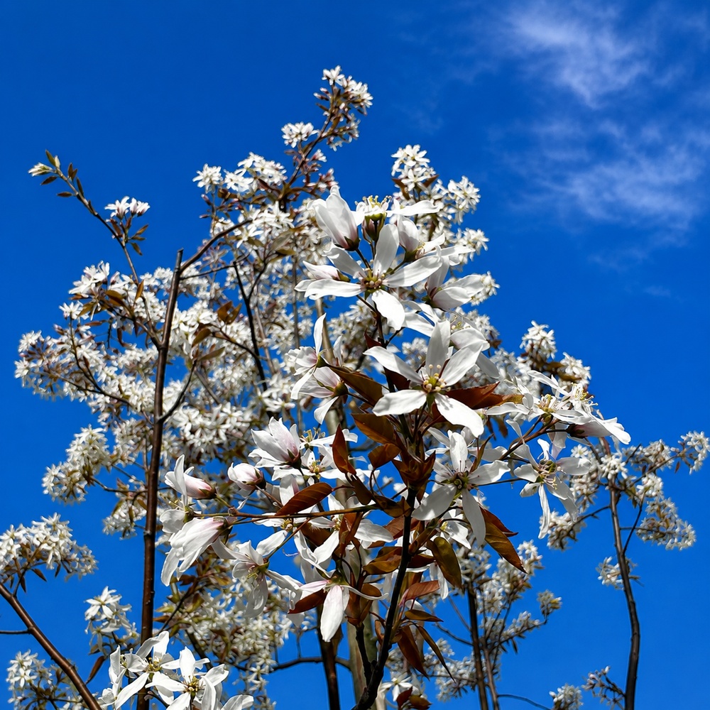 Ірга канадська Балеріна (Amelanchier lamarckii Balierina) 14-16 см, 350 см, С38