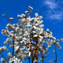 Ірга канадська Балеріна (Amelanchier lamarckii Balierina) 14-16 см, 350 см, С38