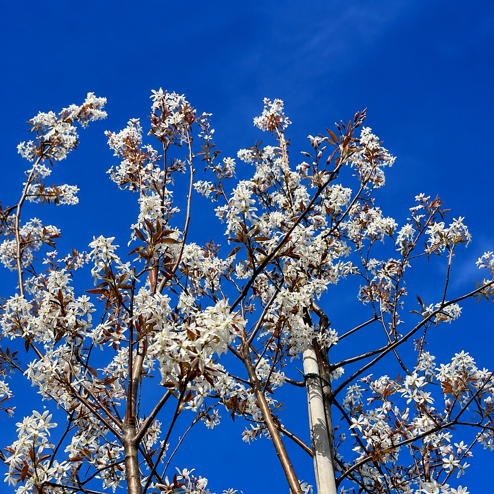 Ірга канадська Балеріна (Amelanchier lamarckii Balierina) 14-16 см, 350 см, С38