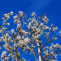 Ірга канадська Балеріна (Amelanchier lamarckii Balierina) 14-16 см, 350 см, С38